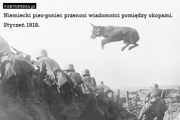 Niemiecki pies-goniec przenosi wiadomości pomiędzy okopami. Styczeń 1918. 