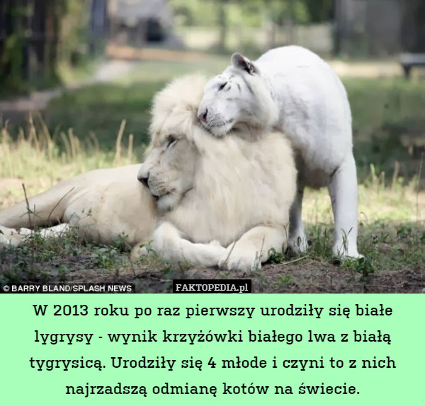 W 2013 roku po raz pierwszy urodziły się białe lygrysy - wynik krzyżówki białego lwa z białą tygrysicą. Urodziły się 4 młode i czyni to z nich najrzadszą odmianę kotów na świecie. 
