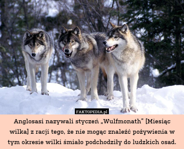 Anglosasi nazywali styczeń „Wulfmonath” [Miesiąc wilka] z racji tego, że nie mogąc znaleźć pożywienia w tym okresie wilki śmiało podchodziły do ludzkich osad. 