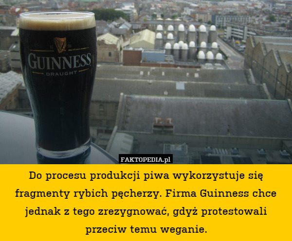 Do procesu produkcji piwa wykorzystuje się fragmenty rybich pęcherzy. Firma Guinness chce jednak z tego zrezygnować, gdyż protestowali przeciw temu weganie. 