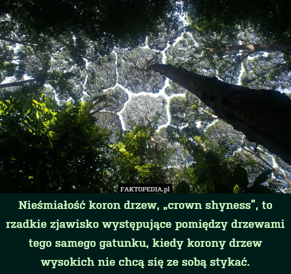 Nieśmiałość koron drzew, „crown shyness”, to rzadkie zjawisko występujące pomiędzy drzewami tego samego gatunku, kiedy korony drzew wysokich nie chcą się ze sobą stykać. 