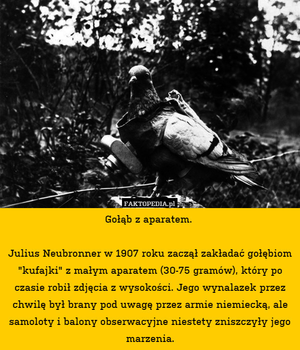 Gołąb z aparatem. 

Julius Neubronner w 1907 roku zaczął zakładać gołębiom "kufajki" z małym aparatem (30-75 gramów), który po czasie robił zdjęcia z wysokości. Jego wynalazek przez chwilę był brany pod uwagę przez armie niemiecką, ale samoloty i balony obserwacyjne niestety zniszczyły jego marzenia. 