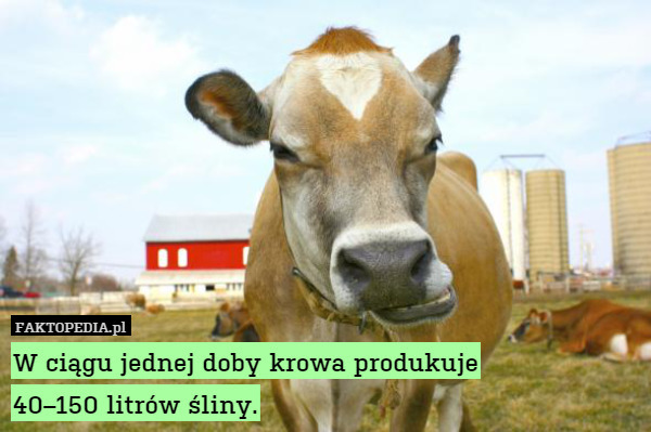 W ciągu jednej doby krowa produkuje
40–150 litrów śliny. 