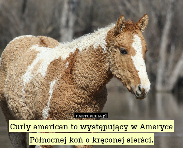 Curly american to występujący w Ameryce Północnej koń o kręconej sierści. 