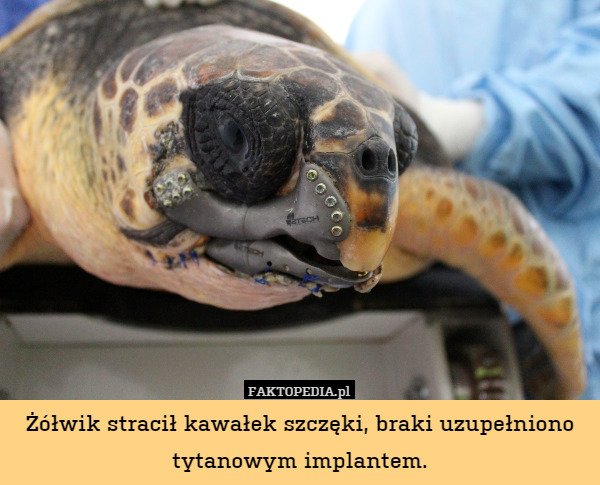 Żółwik stracił kawałek szczęki, braki uzupełniono tytanowym implantem. 