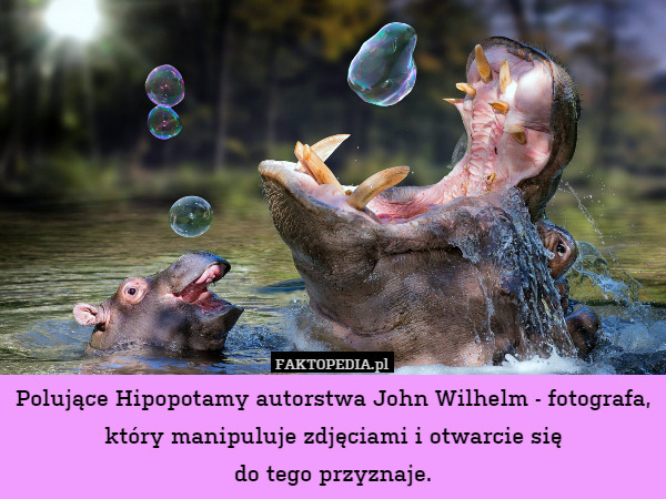 Polujące Hipopotamy autorstwa John Wilhelm - fotografa, który manipuluje zdjęciami i otwarcie się
do tego przyznaje. 