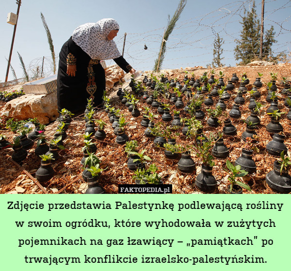 Zdjęcie przedstawia Palestynkę podlewającą rośliny w swoim ogródku, które wyhodowała w zużytych pojemnikach na gaz łzawiący – „pamiątkach” po trwającym konflikcie izraelsko-palestyńskim. 