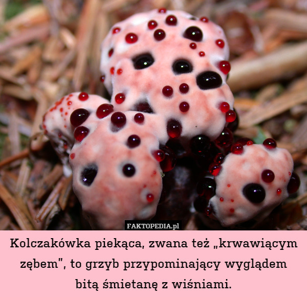 Kolczakówka piekąca, zwana też „krwawiącym zębem”, to grzyb przypominający wyglądem
bitą śmietanę z wiśniami. 