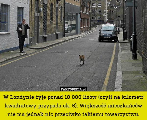 W Londynie żyje ponad 10 000 lisów (czyli na kilometr kwadratowy przypada ok. 6). Większość mieszkańców nie ma jednak nic przeciwko takiemu towarzystwu. 