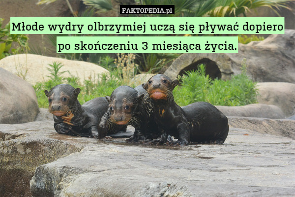 Młode wydry olbrzymiej uczą się pływać dopiero po skończeniu 3 miesiąca życia. 
