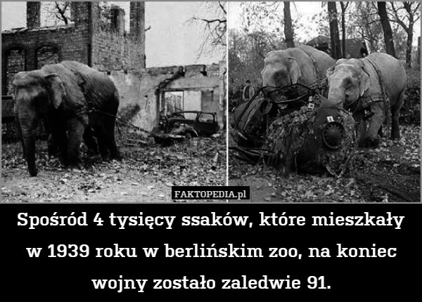 Spośród 4 tysięcy ssaków, które mieszkały w 1939 roku w berlińskim zoo, na koniec wojny zostało zaledwie 91. 