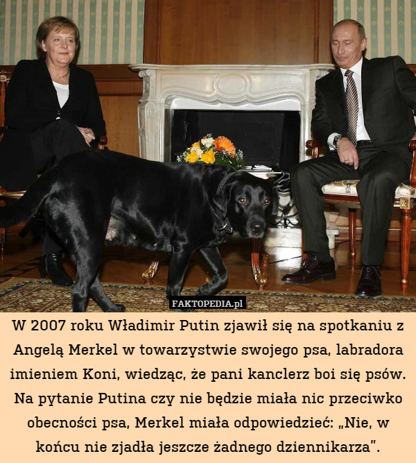 W 2007 roku Władimir Putin zjawił się na spotkaniu z Angelą Merkel w towarzystwie swojego psa, labradora imieniem Koni, wiedząc, że pani kanclerz boi się psów. Na pytanie Putina czy nie będzie miała nic przeciwko obecności psa, Merkel miała odpowiedzieć: „Nie, w końcu nie zjadła jeszcze żadnego dziennikarza”. 
