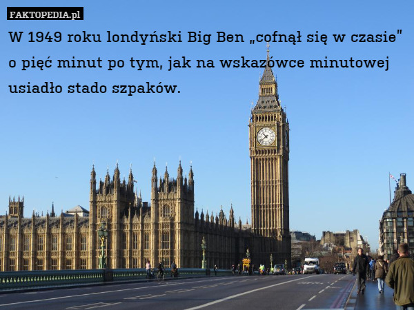 W 1949 roku londyński Big Ben „cofnął się w czasie” o pięć minut po tym, jak na wskazówce minutowej usiadło stado szpaków. 