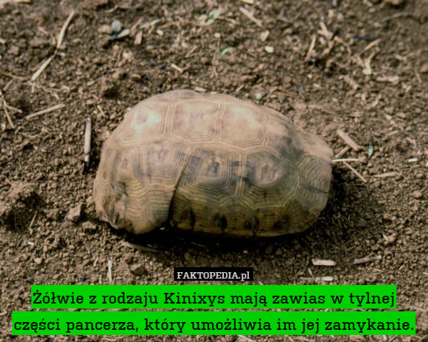 Żółwie z rodzaju Kinixys mają zawias w tylnej części pancerza, który umożliwia im jej zamykanie. 