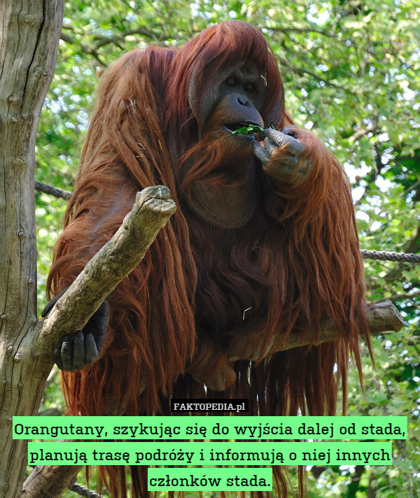Orangutany, szykując się do wyjścia dalej od stada, planują trasę podróży i informują o niej innych członków stada. 