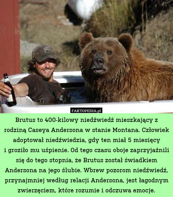 Brutus to 400-kilowy niedźwiedź mieszkający z rodziną Caseya Andersona w stanie Montana. Człowiek adoptował niedźwiedzia, gdy ten miał 5 miesięcy
i groziło mu uśpienie. Od tego czasu oboje zaprzyjaźnili się do tego stopnia, że Brutus został świadkiem Andersona na jego ślubie. Wbrew pozorom niedźwiedź, przynajmniej według relacji Andersona, jest łagodnym zwierzęciem, które rozumie i odczuwa emocje. 