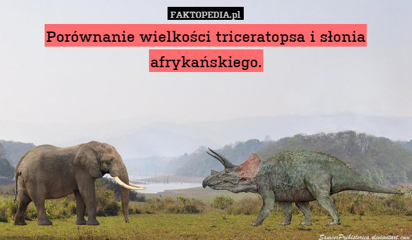 Porównanie wielkości triceratopsa i słonia afrykańskiego. 