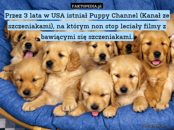 Przez 3 lata w USA istniał Puppy Channel (Kanał ze szczeniakami), na którym non stop leciały filmy z bawiącymi się szczeniakami. 