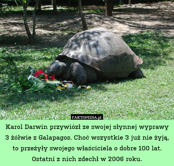 Karol Darwin przywiózł ze swojej słynnej wyprawy 3 żółwie z Galapagos. Choć wszystkie 3 już nie żyją, to przeżyły swojego właściciela o dobre 100 lat. Ostatni z nich zdechł w 2006 roku. 