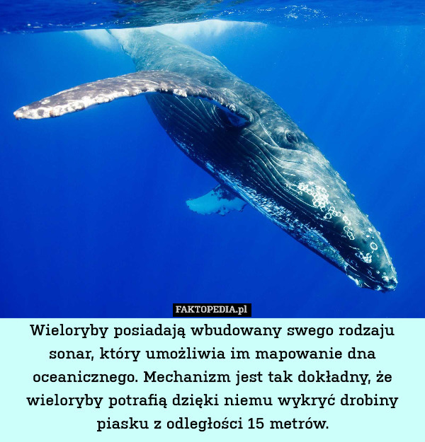 Wieloryby posiadają wbudowany swego rodzaju sonar, który umożliwia im mapowanie dna oceanicznego. Mechanizm jest tak dokładny, że wieloryby potrafią dzięki niemu wykryć drobiny piasku z odległości 15 metrów. 