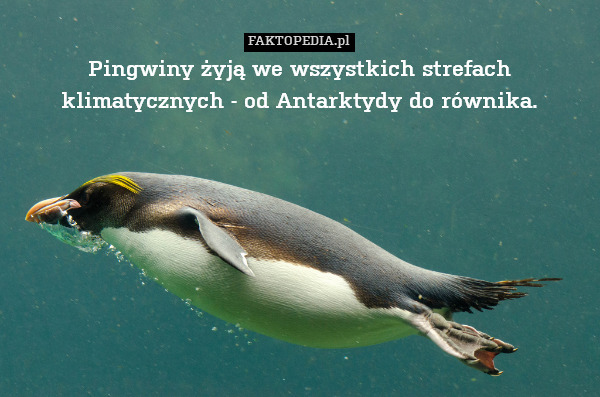 Pingwiny żyją we wszystkich strefach klimatycznych - od Antarktydy do równika. 