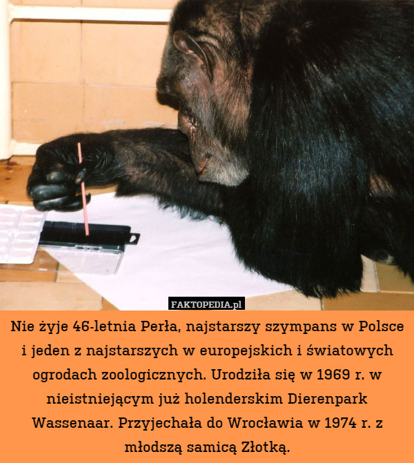 Nie żyje 46-letnia Perła, najstarszy szympans w Polsce i jeden z najstarszych w europejskich i światowych ogrodach zoologicznych. Urodziła się w 1969 r. w nieistniejącym już holenderskim Dierenpark Wassenaar. Przyjechała do Wrocławia w 1974 r. z młodszą samicą Złotką. 