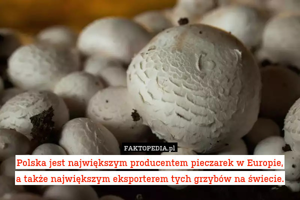 Polska jest największym producentem pieczarek w Europie,
a także największym eksporterem tych grzybów na świecie. 