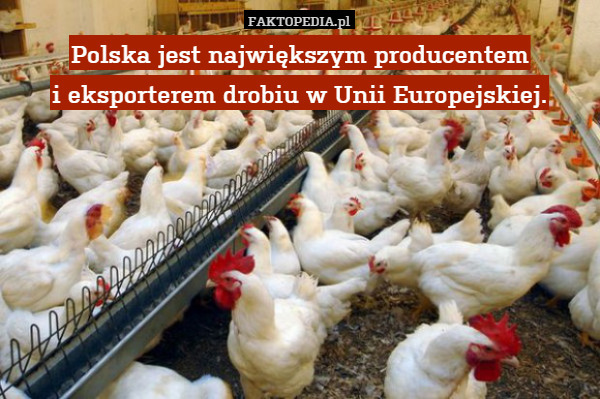 Polska jest największym producentem
i eksporterem drobiu w Unii Europejskiej. 