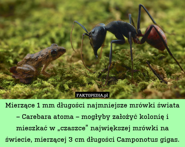 Mierzące 1 mm długości najmniejsze mrówki świata – Carebara atoma – mogłyby założyć kolonię i mieszkać w „czaszce” największej mrówki na świecie, mierzącej 3 cm długości Camponotus gigas. 
