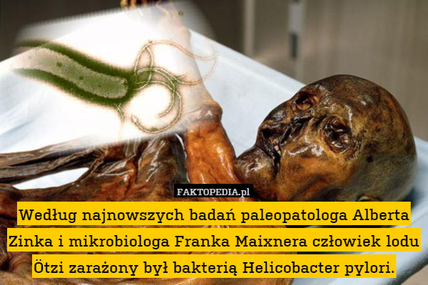 Według najnowszych badań paleopatologa Alberta Zinka i mikrobiologa Franka Maixnera człowiek lodu Ötzi zarażony był bakterią Helicobacter pylori. 