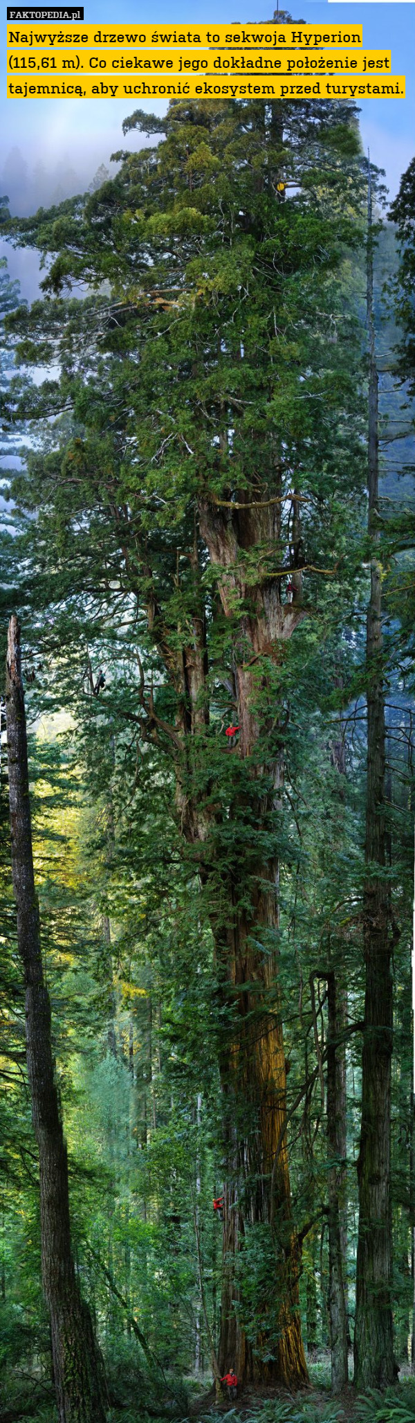 Najwyższe drzewo świata to sekwoja Hyperion (115,61 m). Co ciekawe jego dokładne położenie jest tajemnicą, aby uchronić ekosystem przed turystami. 