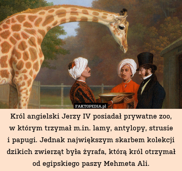 Król angielski Jerzy IV posiadał prywatne zoo,
w którym trzymał m.in. lamy, antylopy, strusie
i papugi. Jednak największym skarbem kolekcji dzikich zwierząt była żyrafa, którą król otrzymał
od egipskiego paszy Mehmeta Ali. 