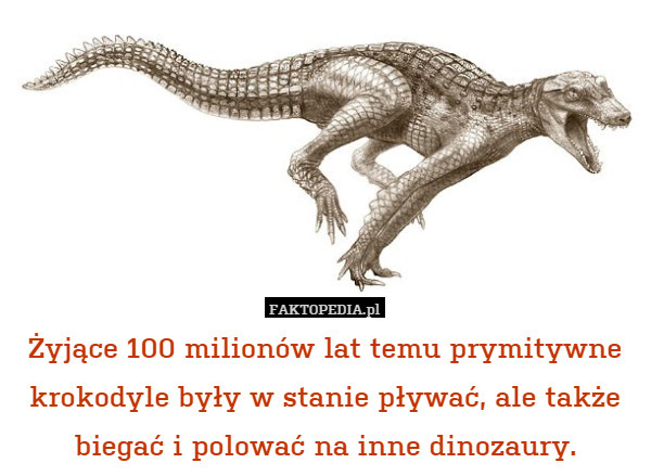 Żyjące 100 milionów lat temu prymitywne krokodyle były w stanie pływać, ale także biegać i polować na inne dinozaury. 