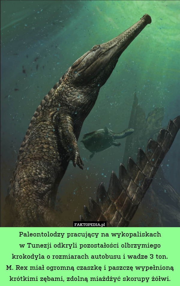 Paleontolodzy pracujący na wykopaliskach
w Tunezji odkryli pozostałości olbrzymiego krokodyla o rozmiarach autobusu i wadze 3 ton.
M. Rex miał ogromną czaszkę i paszczę wypełnioną krótkimi zębami, zdolną miażdżyć skorupy żółwi. 