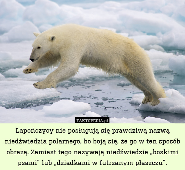 Lapończycy nie posługują się prawdziwą nazwą niedźwiedzia polarnego, bo boją się, że go w ten sposób obrażą. Zamiast tego nazywają niedźwiedzie „boskimi psami” lub „dziadkami w futrzanym płaszczu”. 
