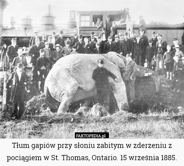 Tłum gapiów przy słoniu zabitym w zderzeniu z pociągiem w St. Thomas, Ontario. 15 września 1885. 