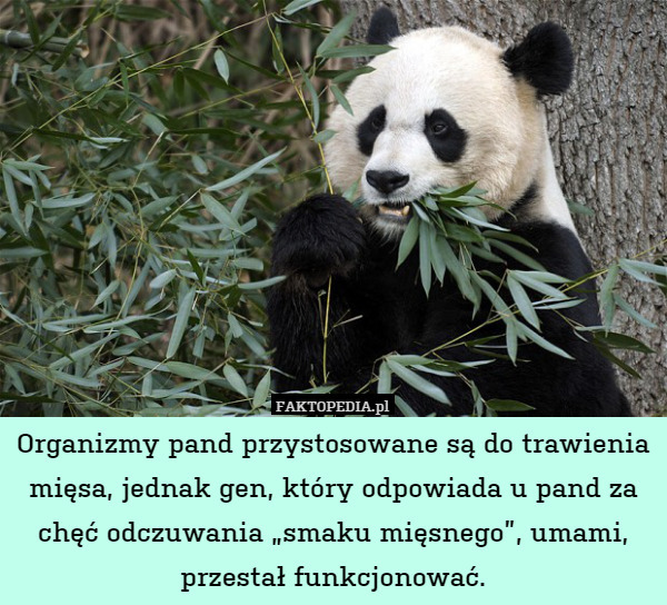 Organizmy pand przystosowane są do trawienia mięsa, jednak gen, który odpowiada u pand za chęć odczuwania „smaku mięsnego”, umami, przestał funkcjonować. 
