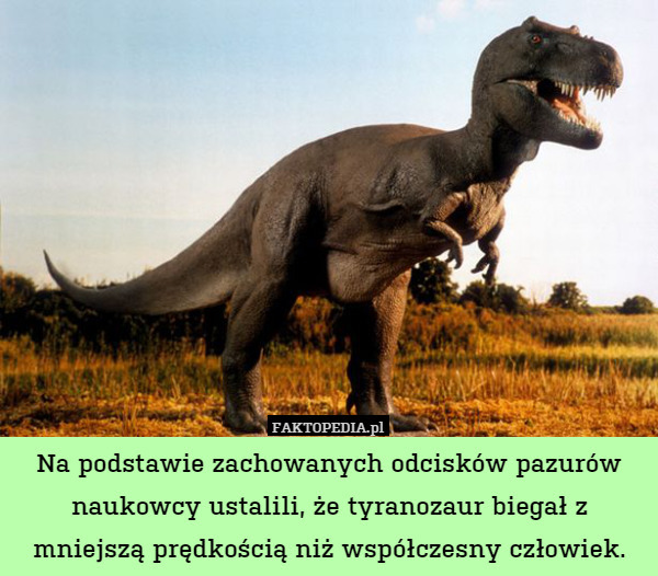 Na podstawie zachowanych odcisków pazurów naukowcy ustalili, że tyranozaur biegał z mniejszą prędkością niż współczesny człowiek. 