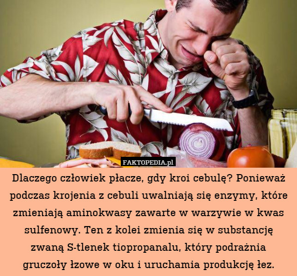 Dlaczego człowiek płacze, gdy kroi cebulę? Ponieważ podczas krojenia z cebuli uwalniają się enzymy, które zmieniają aminokwasy zawarte w warzywie w kwas sulfenowy. Ten z kolei zmienia się w substancję zwaną S-tlenek tiopropanalu, który podrażnia
gruczoły łzowe w oku i uruchamia produkcję łez. 