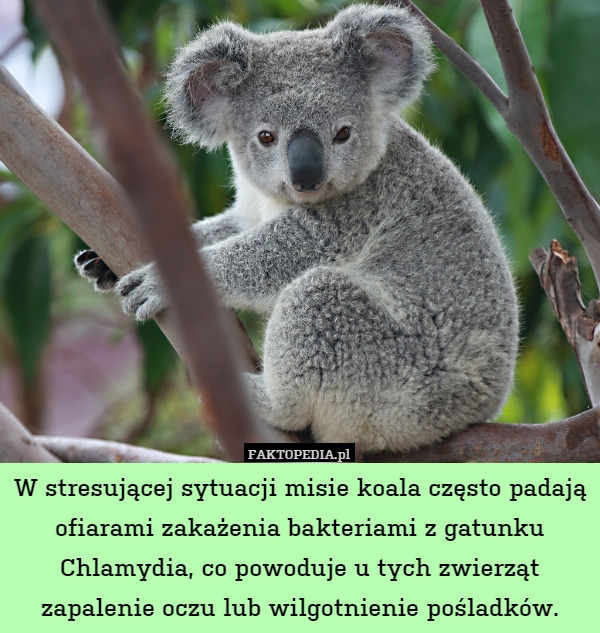 W stresującej sytuacji misie koala często padają ofiarami zakażenia bakteriami z gatunku Chlamydia, co powoduje u tych zwierząt zapalenie oczu lub wilgotnienie pośladków. 