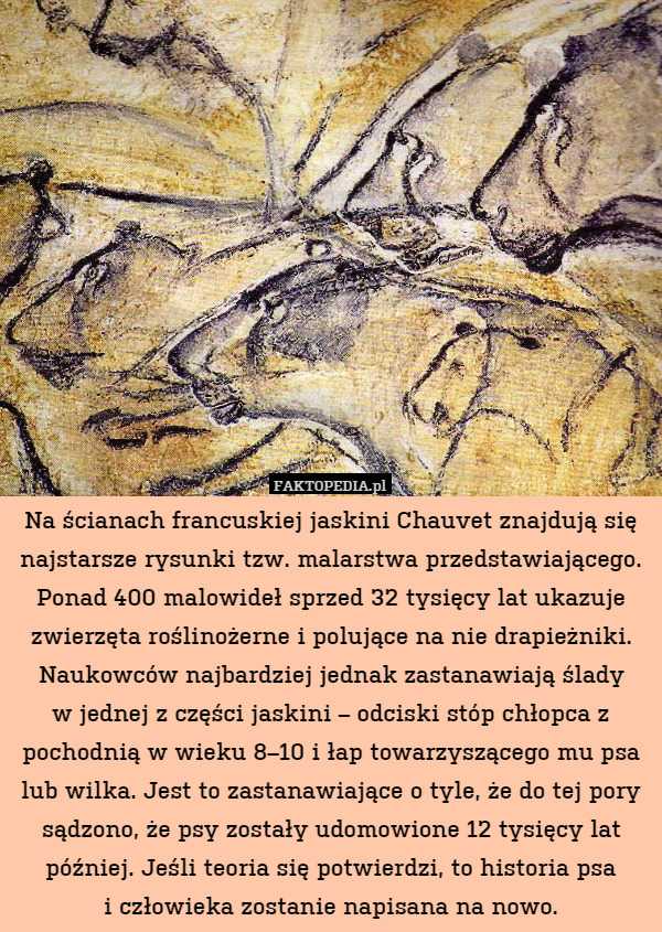 Na ścianach francuskiej jaskini Chauvet znajdują się najstarsze rysunki tzw. malarstwa przedstawiającego. Ponad 400 malowideł sprzed 32 tysięcy lat ukazuje zwierzęta roślinożerne i polujące na nie drapieżniki. Naukowców najbardziej jednak zastanawiają ślady
w jednej z części jaskini – odciski stóp chłopca z pochodnią w wieku 8–10 i łap towarzyszącego mu psa lub wilka. Jest to zastanawiające o tyle, że do tej pory sądzono, że psy zostały udomowione 12 tysięcy lat później. Jeśli teoria się potwierdzi, to historia psa
i człowieka zostanie napisana na nowo. 