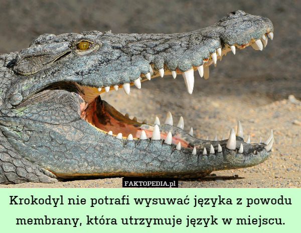 Krokodyl nie potrafi wysuwać języka z powodu membrany, która utrzymuje język w miejscu. 