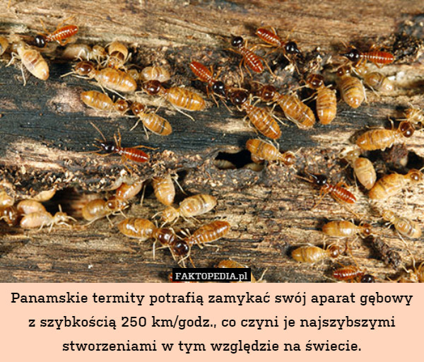 Panamskie termity potrafią zamykać swój aparat gębowy z szybkością 250 km/godz., co czyni je najszybszymi stworzeniami w tym względzie na świecie. 
