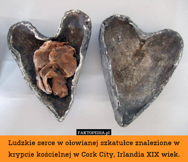 Ludzkie serce w ołowianej szkatułce znalezione w krypcie kościelnej w Cork City, Irlandia XIX wiek. 