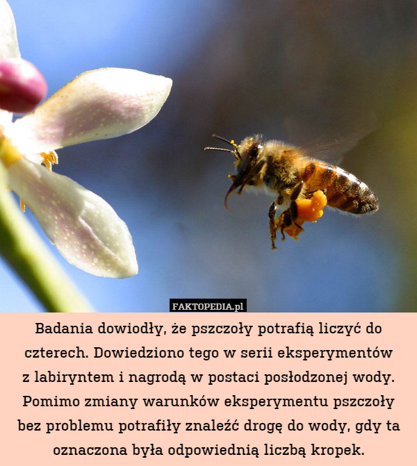 Badania dowiodły, że pszczoły potrafią liczyć do czterech. Dowiedziono tego w serii eksperymentów
z labiryntem i nagrodą w postaci posłodzonej wody. Pomimo zmiany warunków eksperymentu pszczoły bez problemu potrafiły znaleźć drogę do wody, gdy ta oznaczona była odpowiednią liczbą kropek. 