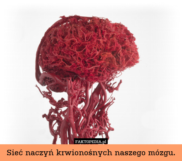 Sieć naczyń krwionośnych naszego mózgu. 