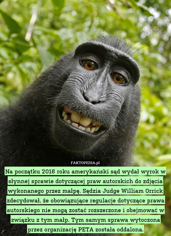 Na początku 2016 roku amerykański sąd wydał wyrok w słynnej sprawie dotyczącej praw autorskich do zdjęcia wykonanego przez małpę. Sędzia Judge William Orrick zdecydował, że obowiązujące regulacje dotyczące prawa autorskiego nie mogą zostać rozszerzone i obejmować w związku z tym małp. Tym samym sprawa wytoczona przez organizację PETA została oddalona. 
