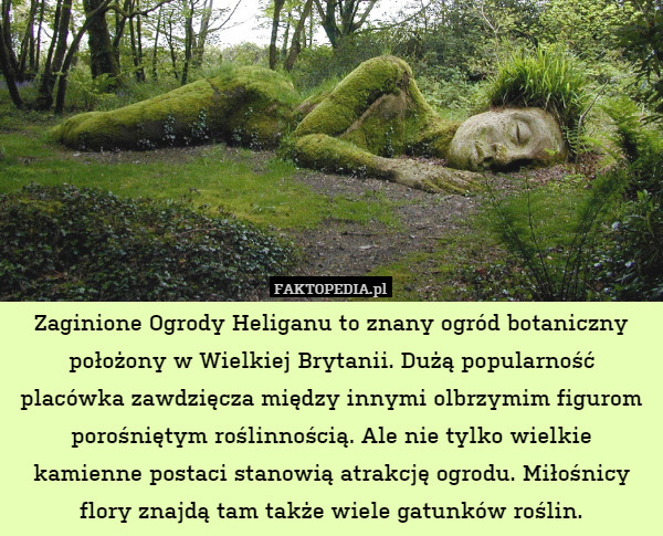 Zaginione Ogrody Heliganu to znany ogród botaniczny położony w Wielkiej Brytanii. Dużą popularność placówka zawdzięcza między innymi olbrzymim figurom porośniętym roślinnością. Ale nie tylko wielkie kamienne postaci stanowią atrakcję ogrodu. Miłośnicy flory znajdą tam także wiele gatunków roślin. 