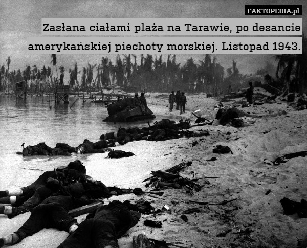 Zasłana ciałami plaża na Tarawie, po desancie amerykańskiej piechoty morskiej. Listopad 1943. 