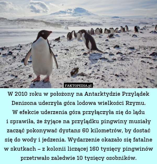 W 2010 roku w położony na Antarktydzie Przylądek Denisona uderzyła góra lodowa wielkości Rzymu.
W efekcie uderzenia góra przyłączyła się do lądu
i sprawiła, że żyjące na przylądku pingwiny musiały zacząć pokonywać dystans 60 kilometrów, by dostać się do wody i jedzenia. Wydarzenie okazało się fatalne w skutkach – z kolonii liczącej 160 tysięcy pingwinów przetrwało zaledwie 10 tysięcy osobników. 